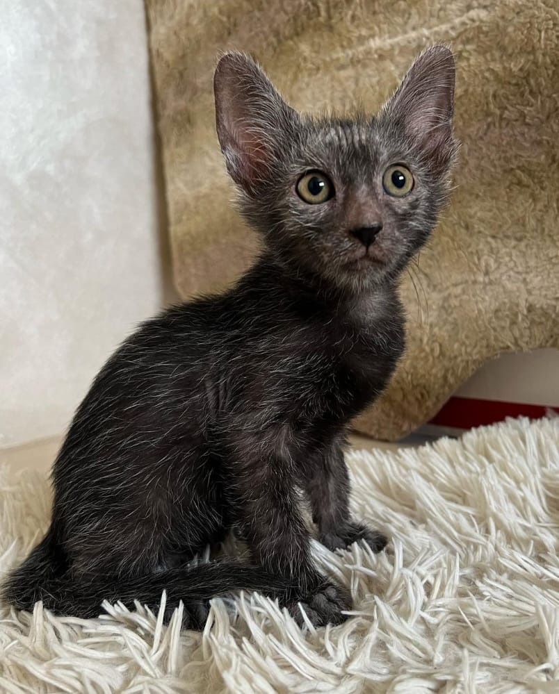lykoi breeder